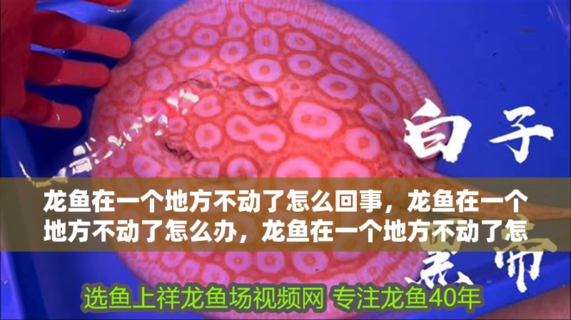 龍魚在一個地方不動了怎么回事，龍魚在一個地方不動了怎么辦，龍魚在一個地方不動了怎么回事