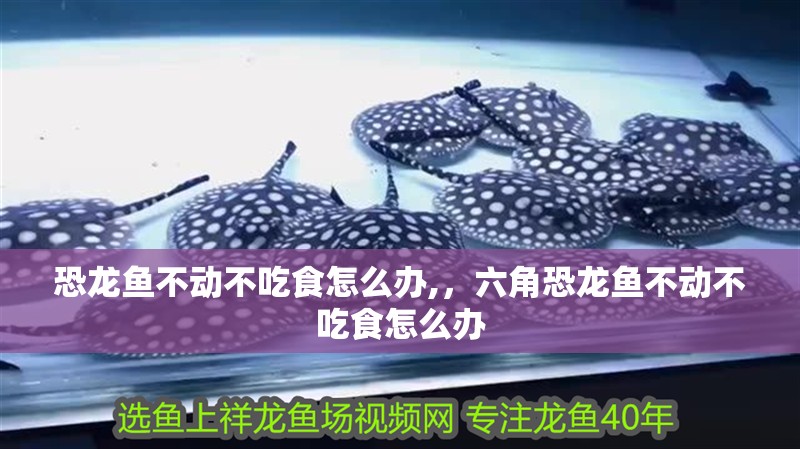 恐龍魚不動不吃食怎么辦,，六角恐龍魚不動不吃食怎么辦