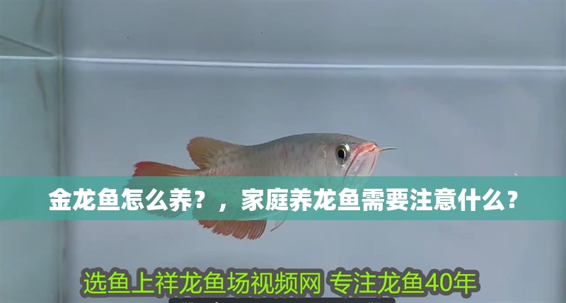 金龍魚怎么養(yǎng)？，家庭養(yǎng)龍魚需要注意什么？