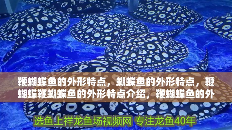 鞭蝴蝶魚的外形特點，蝴蝶魚的外形特點，鞭蝴蝶鞭蝴蝶魚的外形特點介紹，鞭蝴蝶魚的外形特點 鞭蝴蝶魚的外形特點，蝴蝶魚的外形特點，鞭蝴蝶鞭蝴蝶魚的外形特點介紹，鞭蝴蝶魚的外形特點 觀賞魚百科