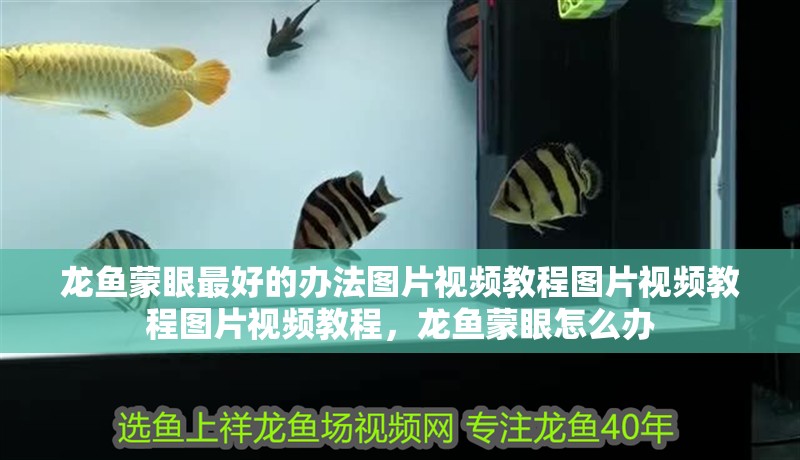 龍魚蒙眼最好的辦法圖片視頻教程圖片視頻教程圖片視頻教程，龍魚蒙眼怎么辦