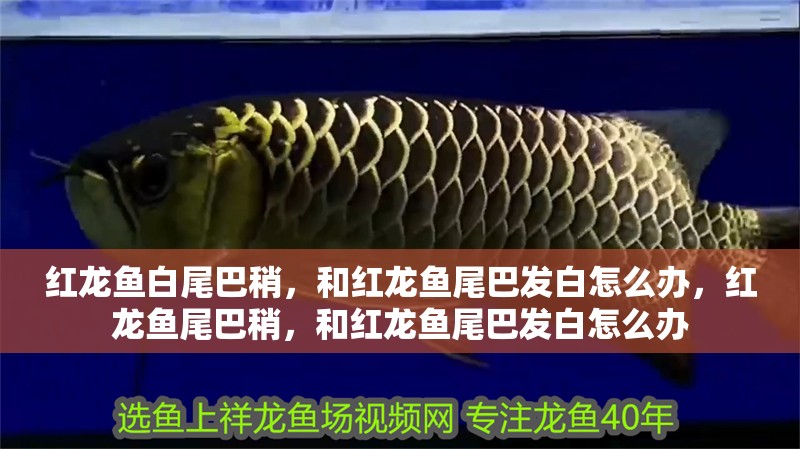 紅龍魚白尾巴稍，和紅龍魚尾巴發(fā)白怎么辦，紅龍魚尾巴稍，和紅龍魚尾巴發(fā)白怎么辦 紅龍魚白尾巴稍，和紅龍魚尾巴發(fā)白怎么辦，紅龍魚尾巴稍，和紅龍魚尾巴發(fā)白怎么辦 觀賞魚百科 第2張