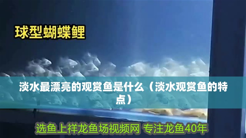 淡水最漂亮的觀賞魚是什么（淡水觀賞魚的特點）