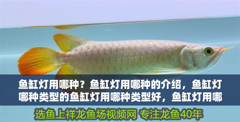 魚缸燈用哪種？魚缸燈用哪種的介紹，魚缸燈哪種類型的魚缸燈用哪種類型好，魚缸燈用哪種類型好