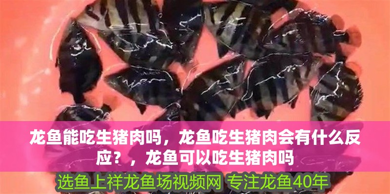 龍魚能吃生豬肉嗎，龍魚吃生豬肉會有什么反應？，龍魚可以吃生豬肉嗎