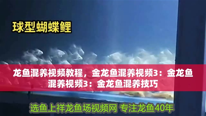 龍魚混養視頻教程，金龍魚混養視頻3：金龍魚混養視頻3：金龍魚混養技巧