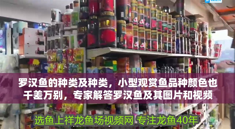 羅漢魚的種類及種類，小型觀賞魚品種顏色也千差萬別，專家解答羅漢魚及其圖片和視頻
