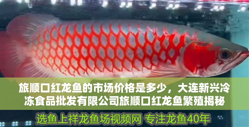 旅順口紅龍魚的市場(chǎng)價(jià)格是多少，大連新興冷凍食品批發(fā)有限公司旅順口紅龍魚繁殖揭秘