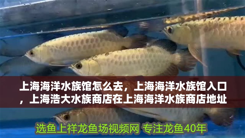 上海海洋水族館怎么去，上海海洋水族館入口，上海浩大水族商店在上海海洋水族商店地址在上海市嘉定區