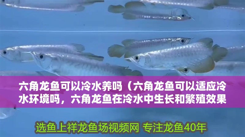 六角龍魚可以冷水養嗎(六角龍魚可以適應冷水環境嗎,六角龍魚在冷水中生長和繁殖效果) 觀賞魚百科 第2張 六角龍魚可以冷水養嗎(六角龍魚可以適應冷水環境嗎,六角龍魚在冷水中生長和繁殖效果) 六角龍魚可以冷水養嗎(六角龍魚可以適應冷水環境嗎,六角龍魚在冷水中生長和繁殖效果) 觀賞魚百科 第2張