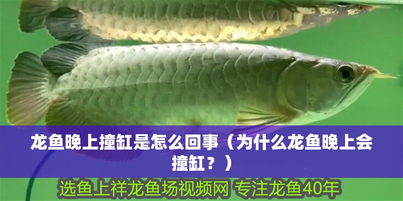 龍魚晚上撞缸是怎么回事（為什么龍魚晚上會撞缸？）