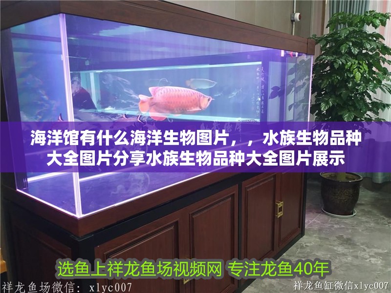 海洋館有什么海洋生物圖片，，水族生物品種大全圖片分享水族生物品種大全圖片展示