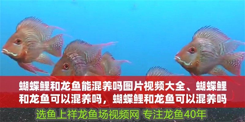 蝴蝶鯉和龍魚能混養(yǎng)嗎圖片視頻大全、蝴蝶鯉和龍魚可以混養(yǎng)嗎，蝴蝶鯉和龍魚可以混養(yǎng)嗎