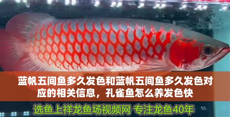 藍帆五間魚多久發(fā)色和藍帆五間魚多久發(fā)色對應的相關(guān)信息，孔雀魚怎么養(yǎng)發(fā)色快