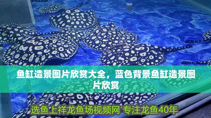 魚缸造景圖片欣賞大全，藍色背景魚缸造景圖片欣賞