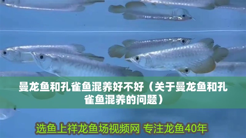 曼龍魚和孔雀魚混養好不好（關于曼龍魚和孔雀魚混養的問題）