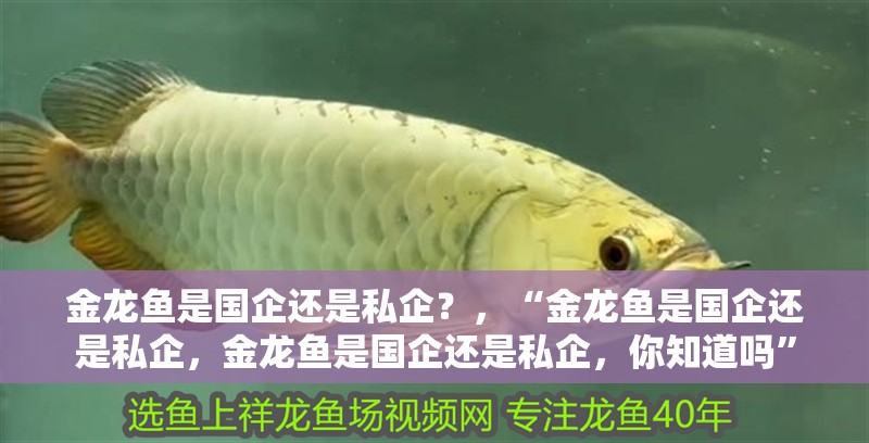 金龍魚是國企還是私企？，“金龍魚是國企還是私企，金龍魚是國企還是私企，你知道嗎”