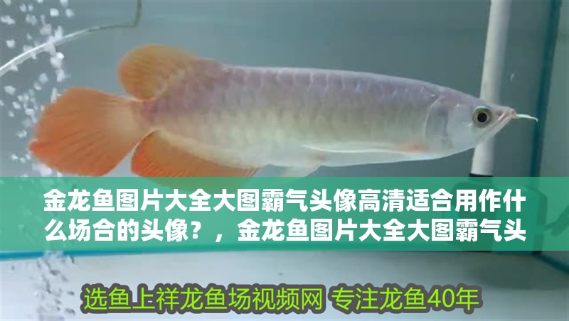 金龍魚圖片大全大圖霸氣頭像高清適合用作什么場合的頭像？，金龍魚圖片大全大圖霸氣頭像高清