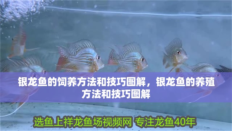 銀龍魚的飼養方法和技巧圖解，銀龍魚的養殖方法和技巧圖解 銀龍魚的飼養方法和技巧圖解，銀龍魚的養殖方法和技巧圖解 觀賞魚百科 第2張
