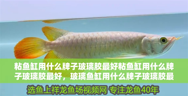 粘魚缸用什么牌子玻璃膠最好粘魚缸用什么牌子玻璃膠最好，玻璃魚缸用什么牌子玻璃膠最好呢