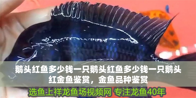 鵝頭紅魚多少錢一只鵝頭紅魚多少錢一只鵝頭紅金魚鑒賞，金魚品種鑒賞