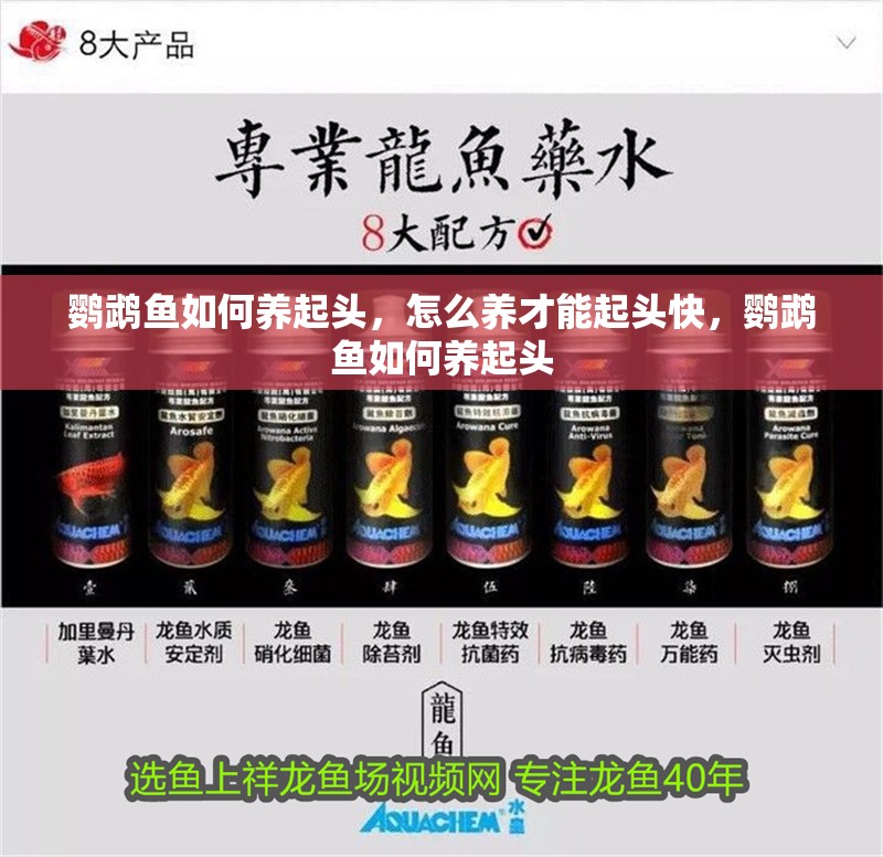 鸚鵡魚如何養起頭，怎么養才能起頭快，鸚鵡魚如何養起頭