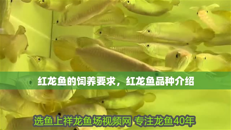 紅龍魚的飼養(yǎng)要求，紅龍魚品種介紹