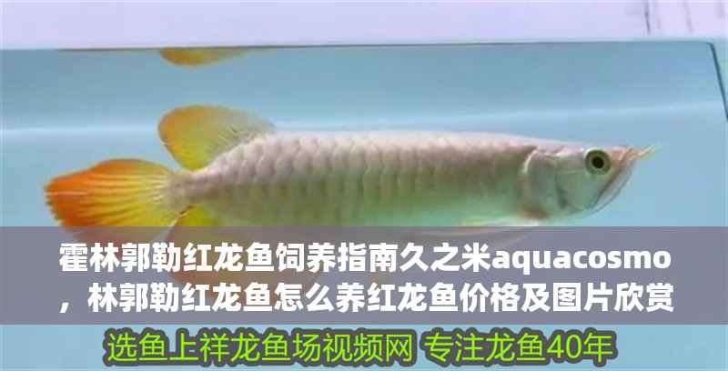霍林郭勒紅龍魚飼養指南久之米aquacosmo，林郭勒紅龍魚怎么養紅龍魚價格及圖片欣賞大全齊家