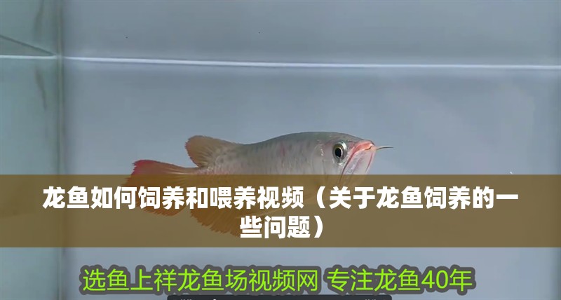 龍魚如何飼養和喂養視頻（關于龍魚飼養的一些問題）