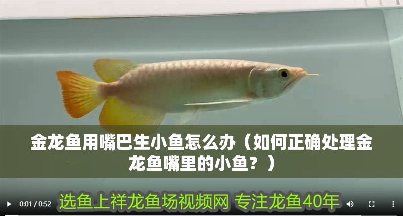 金龍魚用嘴巴生小魚怎么辦（如何正確處理金龍魚嘴里的小魚？）