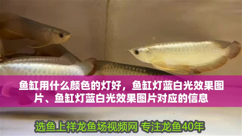 魚缸用什么顏色的燈好，魚缸燈藍白光效果圖片、魚缸燈藍白光效果圖片對應的信息