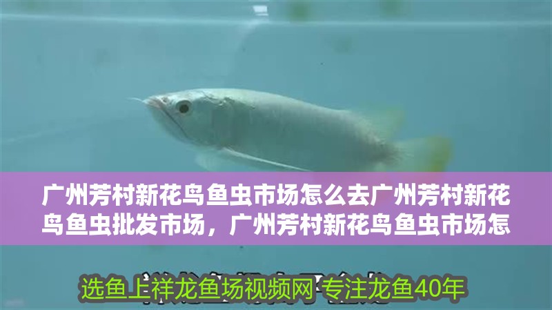 廣州芳村新花鳥魚蟲市場怎么去廣州芳村新花鳥魚蟲批發(fā)市場，廣州芳村新花鳥魚蟲市場怎么去