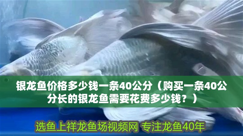 銀龍魚價格多少錢一條40公分（購買一條40公分長的銀龍魚需要花費多少錢？）