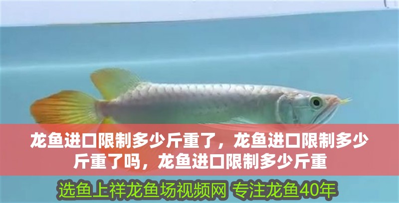 龍魚進口限制多少斤重了，龍魚進口限制多少斤重了嗎，龍魚進口限制多少斤重