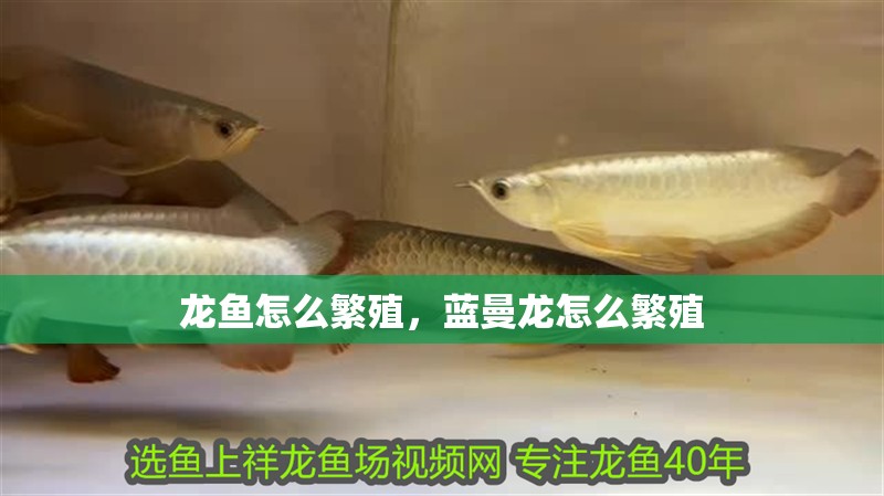 龍魚怎么繁殖，藍(lán)曼龍怎么繁殖