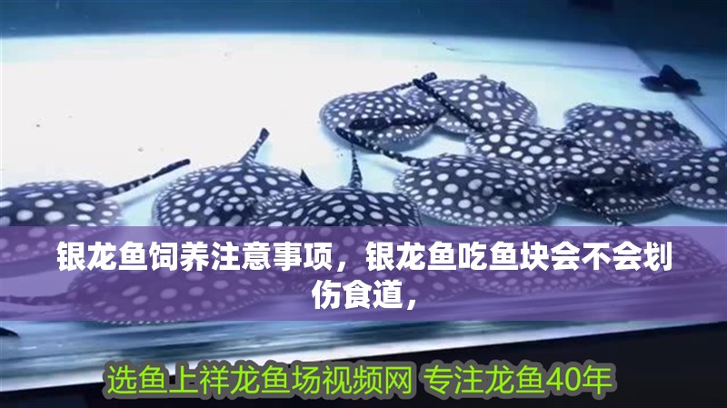 銀龍魚飼養注意事項，銀龍魚吃魚塊會不會劃傷食道，
