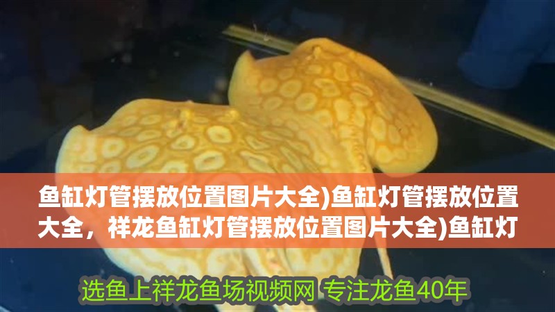 魚缸燈管擺放位置圖片大全)魚缸燈管擺放位置大全，祥龍魚缸燈管擺放位置圖片大全)魚缸燈管擺放位置圖片大全