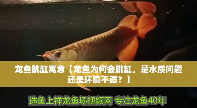 龍魚跳缸寓意【龍魚為何會跳缸，是水質問題還是環境不適？】