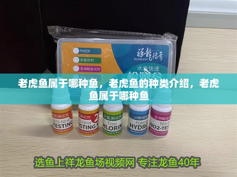 老虎魚屬于哪種魚，老虎魚的種類介紹，老虎魚屬于哪種魚 老虎魚屬于哪種魚，老虎魚的種類介紹，老虎魚屬于哪種魚 觀賞魚百科 第2張