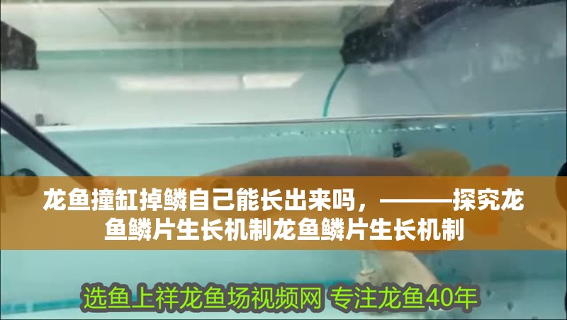 龍魚撞缸掉鱗自己能長出來嗎，———探究龍魚鱗片生長機制龍魚鱗片生長機制