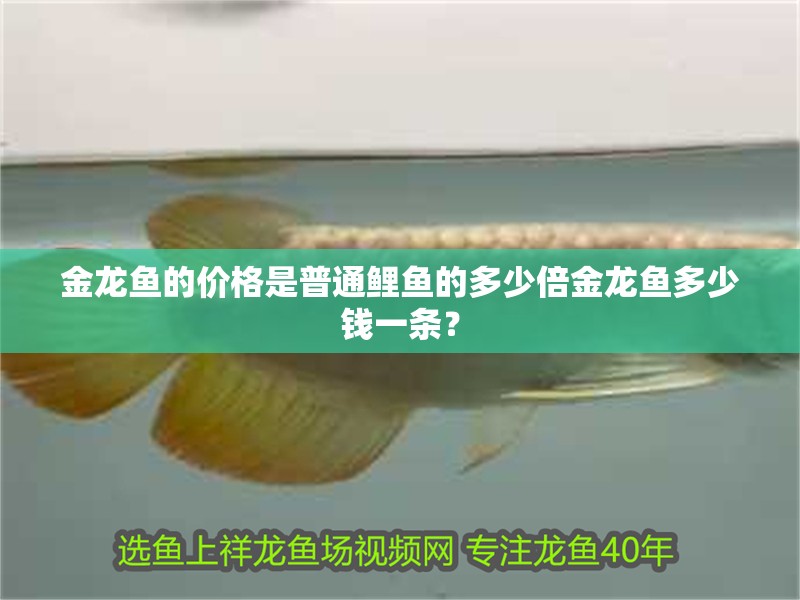 金龍魚的價格是普通鯉魚的多少倍金龍魚多少錢一條？