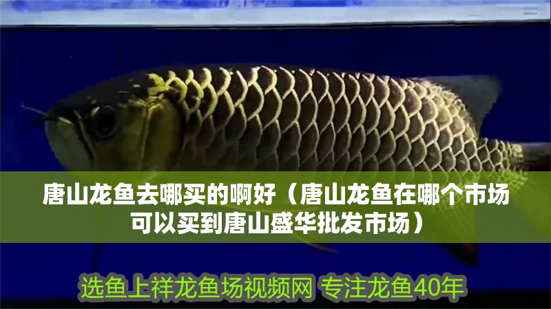 唐山龍魚去哪買的啊好（唐山龍魚在哪個市場可以買到唐山盛華批發(fā)市場）