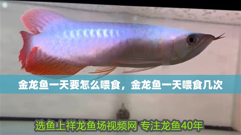 金龍魚一天要怎么喂食，金龍魚一天喂食幾次