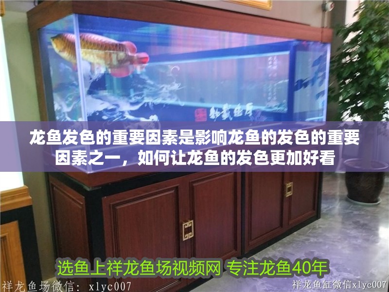 龍魚發色的重要因素是影響龍魚的發色的重要因素之一，如何讓龍魚的發色更加好看