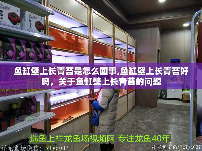 魚缸壁上長青苔是怎么回事,魚缸壁上長青苔好嗎，關于魚缸壁上長青苔的問題