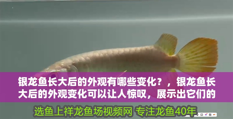 銀龍魚長大后的外觀有哪些變化？，銀龍魚長大后的外觀變化可以讓人驚嘆，展示出它們的美麗和獨特之處 銀龍魚長大后的外觀有哪些變化？，銀龍魚長大后的外觀變化可以讓人驚嘆，展示出它們的美麗和獨特之處 觀賞魚百科 第3張