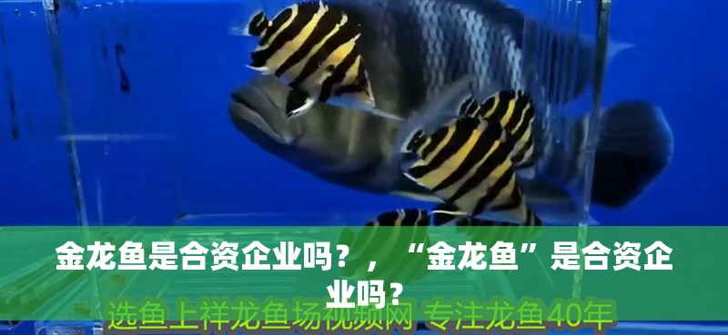 金龍魚是合資企業(yè)嗎？，“金龍魚”是合資企業(yè)嗎？