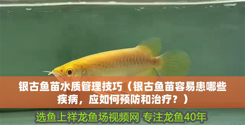銀古魚苗水質管理技巧（銀古魚苗容易患哪些疾病，應如何預防和治療？）