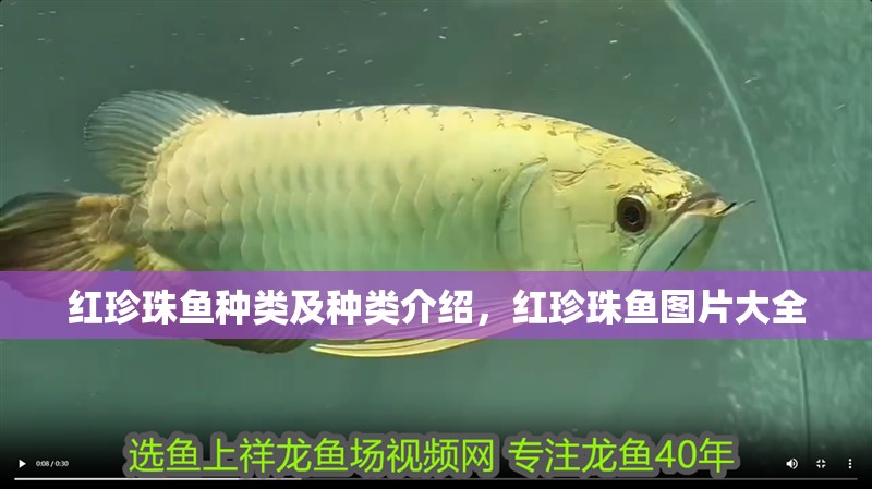 紅珍珠魚種類及種類介紹，紅珍珠魚圖片大全 紅珍珠魚種類及種類介紹，紅珍珠魚圖片大全 觀賞魚百科 第2張