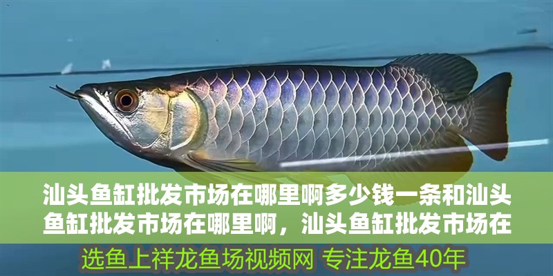 汕頭魚缸批發市場在哪里啊多少錢一條和汕頭魚缸批發市場在哪里啊，汕頭魚缸批發市場在哪里啊 汕頭魚缸批發市場在哪里啊多少錢一條和汕頭魚缸批發市場在哪里啊，汕頭魚缸批發市場在哪里啊 觀賞魚百科 第3張